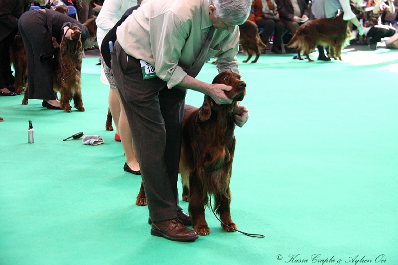 Crufts2011 539.jpg